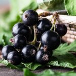 ribes nero
