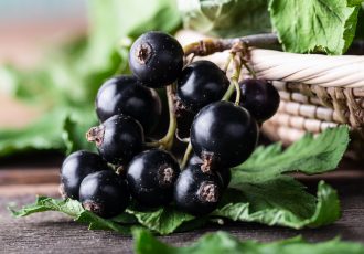 ribes nero