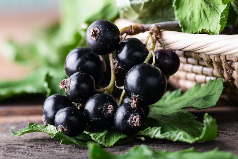 ribes nero